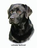 Labrador Retriever 9A054D-23a